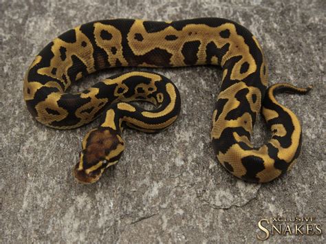 Image result for Leopard Yankie Ball Python