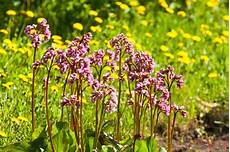 fiore di san giuseppe bergenia perenne sempreverde a fioritura precoce fiore di san giuseppe bergenia perenne sempreverde a fioritura precoce