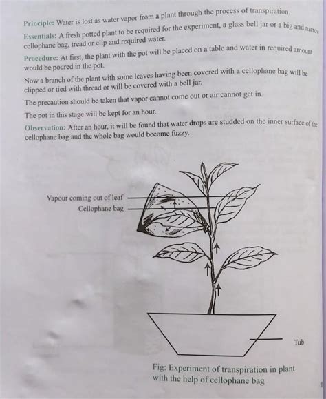 to tomorrow state the process of transpiration in plants in step by ...