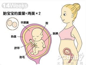 胎儿B超图这样看就知道是男宝还是女宝，女宝的b超图