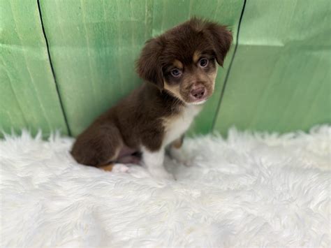 Miniature Aussie Puppies for Sale - Playful Pets - Family Owned - USDA ...