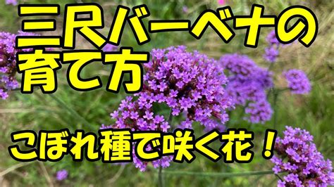 Image result for Java Print Statement