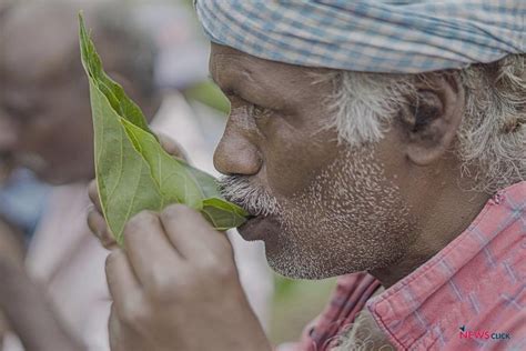 A Cup of Tea, Luxury for Tea Plantation Workers in Tamil Nadu | NewsClick