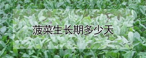 水培菠菜怎么种植方法 —【发财农业网】