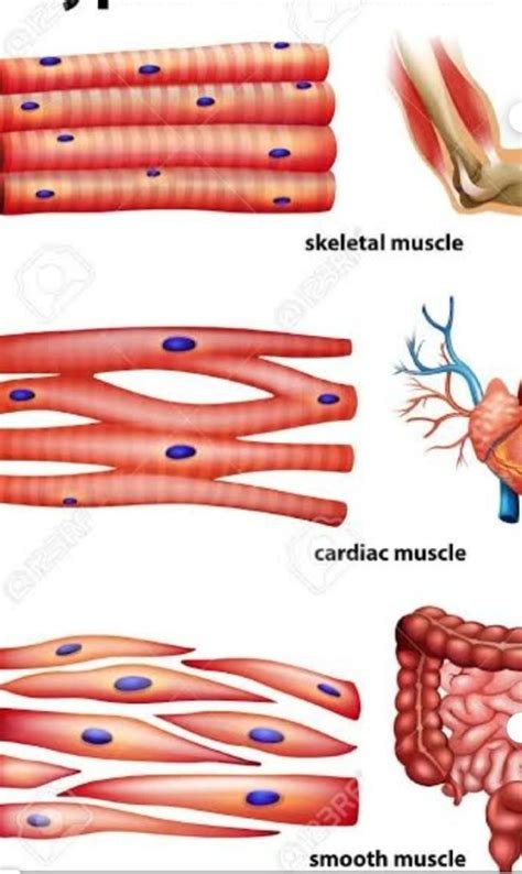 draw well labelled diagram of various types of muscles found in human ...