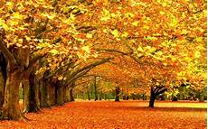 Fall Backgrounds by Free Autumn Wallpaper Backgrounds Wallpaper Cave Fall Backgrounds