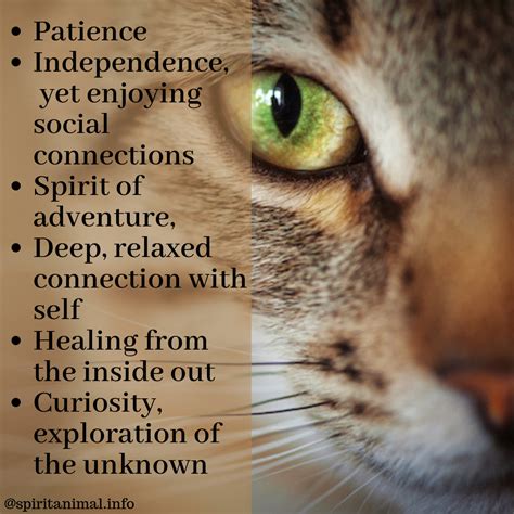 Cat Spirit Animal Symbolism and Meaning