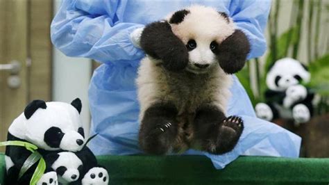 重庆动物园三只大熊猫幼崽集体亮相 - China.org.cn