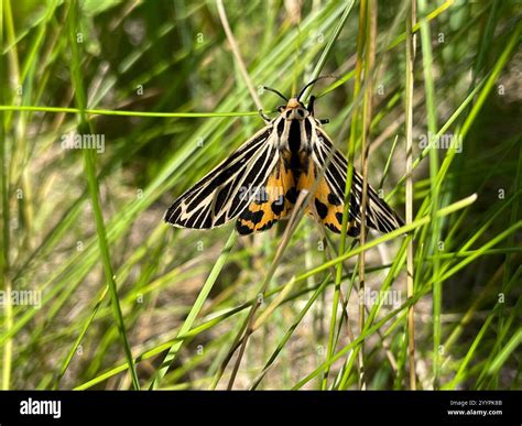 Little Virgin Tiger Moth (Apantesis virguncula Stock Photo - Alamy