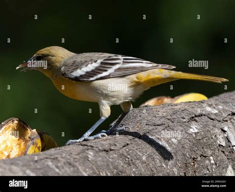 Baltimore oriole female hi-res stock photography and images - Alamy