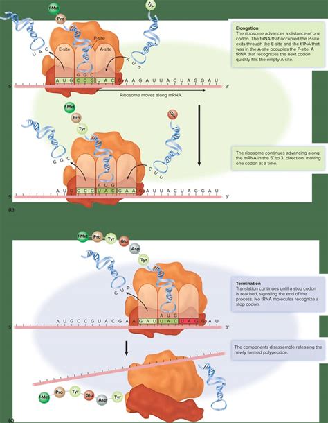 Image result for Translation Process Biology