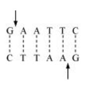 NCERT Solutions for Class 12 Biology Chapter 11 Biotechnology ...