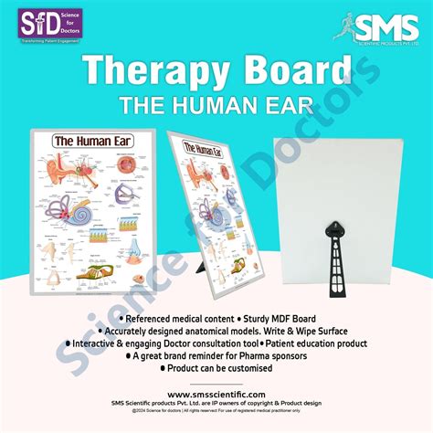 The Human Ear: 3D Therapy Frame – SMS Scientific Products Pvt. Ltd.