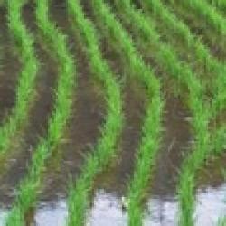 Irrigation Tutorials 的图像结果