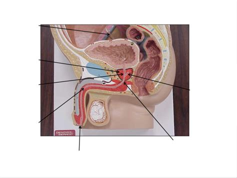 Image result for Male Reproductive Lab Model