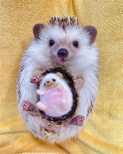 Hedgehog Pet Cute