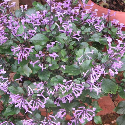 Plectranthus Mona Lavender - Vivero Pullally