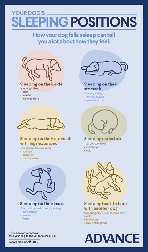Your Dog’s Sleeping Positions and Their Meanings | ADVANCE™ Pet Food