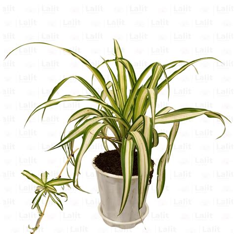 Spider Plant (Chlorophytum Comosum) - Plant – Lalit Enterprise