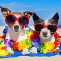 Image result for Pet Photo Contest