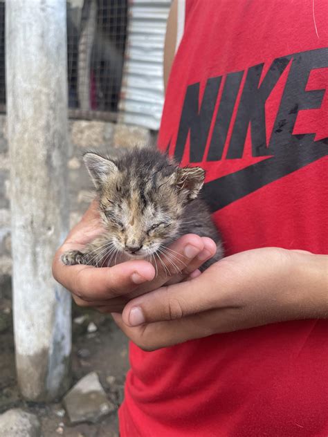 Found a kitten crying in an alleyway in kenya - mother is no where to be seen so my auntie will ...