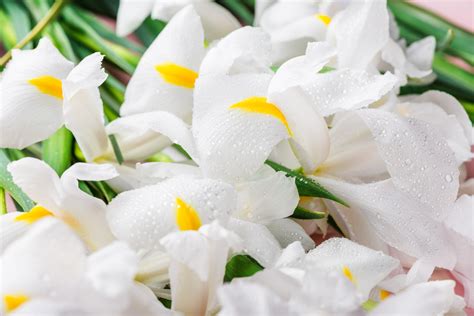 Manes Funeral Home | Trusted Funeral & Cremation Services