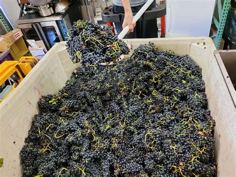 Gallery | Laguna Canyon Winery