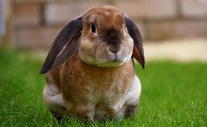 Image result for Easter Bunny Rabbits Pictures to Coulr In