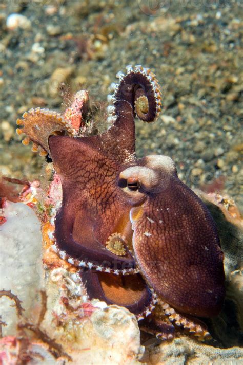 coconut octopus underwater portrait outside nest 12221726 Stock Photo at Vecteezy