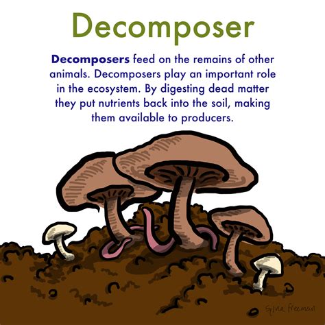Decomposer — Definition & Role - Expii