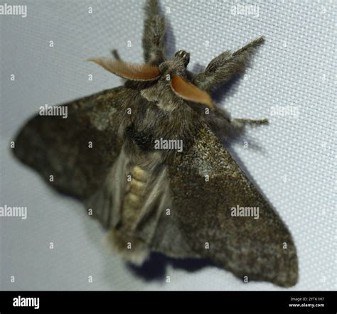 Pale Tussock Moth (Calliteara pudibunda Stock Photo - Alamy