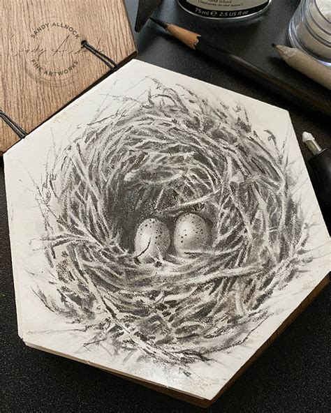 Birds Nest Drawing 🌳 How To Draw A Simple Bird’s Nest