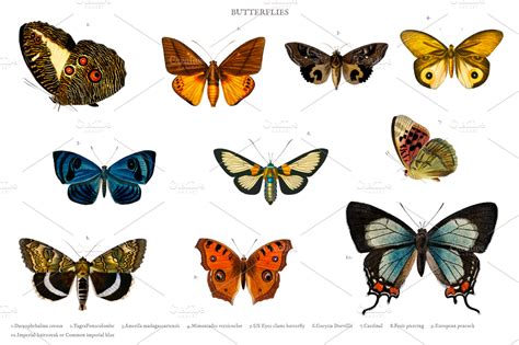 Different types of butterflies (PSD) | High-Quality Stock Photos ...