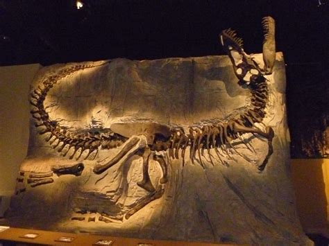 'Black Beauty' a Tyrannosaurus rex fossil. Minerals stained the bones black during fossilization ...