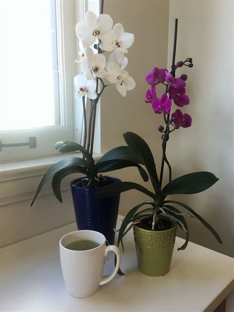 Rebloom Orchids With Tea | POPSUGAR Home