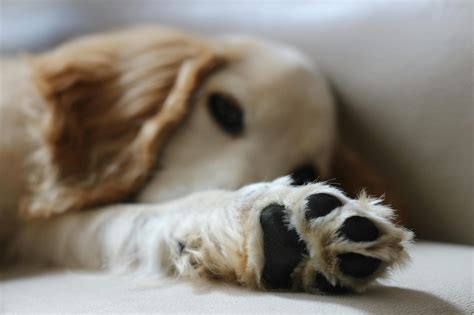 Discovering Dog Paw Growths: Causes & Care