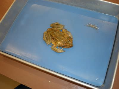 Toad Dissection Tutorial 的图像结果