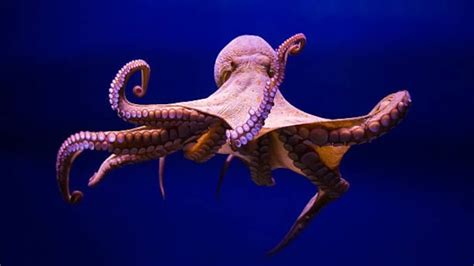 World Octopus Day 2025: Honouring the ocean’s smartest sea creature ...