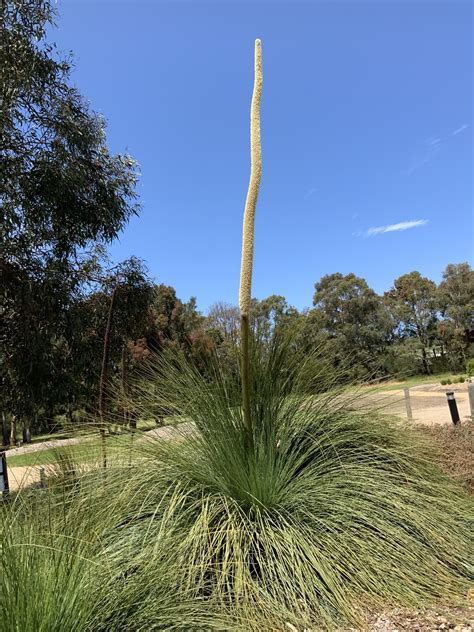 Grass Tree | Xanthorrhoea australis - Native Plant Project