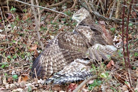 Hawk Summon Spawn 的图像结果