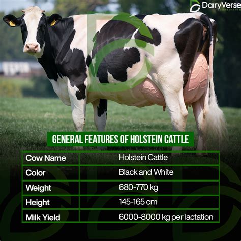 Holstein Cattle, The Ultimate Dairy Breed - Dairyverse