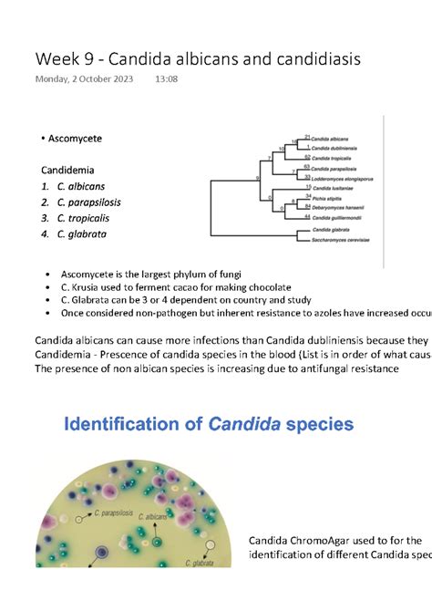 Week 9 - Candida albicans and candidiasis - Ascomycete is the largest phylum of fungi C. Krusia ...