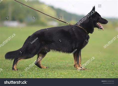 Black And Tan German Shepherd
