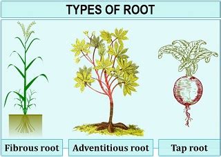 Image result for The Three Types of Root