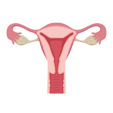 Decidual Casts: Causes, Symptoms, Treatment, and More