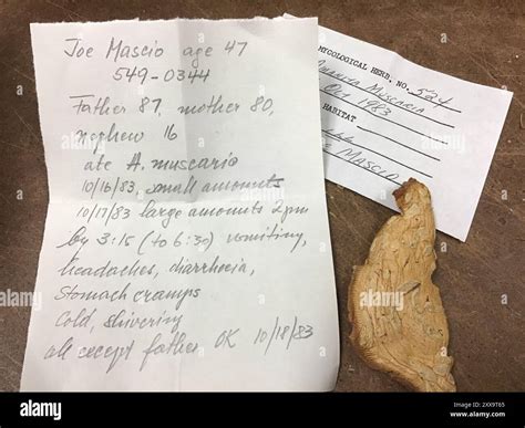 American Yellow Fly Agaric (Amanita muscaria guessowii) Fungi Stock ...