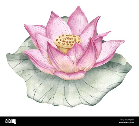 Lotus Illustration