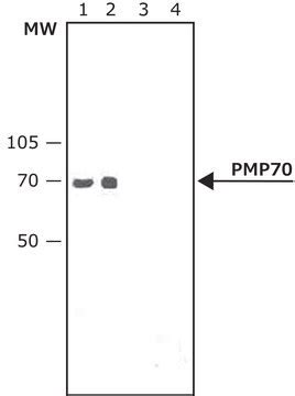 抗PMP70抗体 ウサギ宿主抗体 affinity isolated antibody, buffered aqueous solution ...
