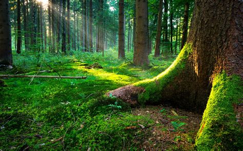 Forest Tree 的图像结果