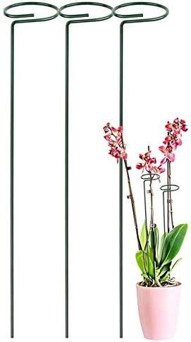 Blooms Natural Teak Wooden Support Sticks 3 Feet (92 Cm) (Pack of 18 ...